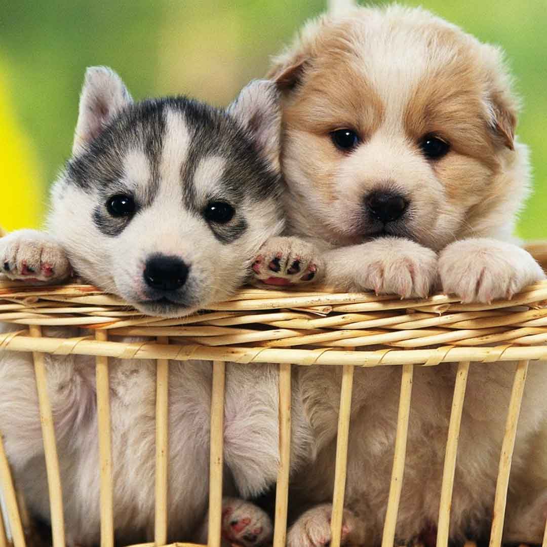 Two Puppies in a Basket